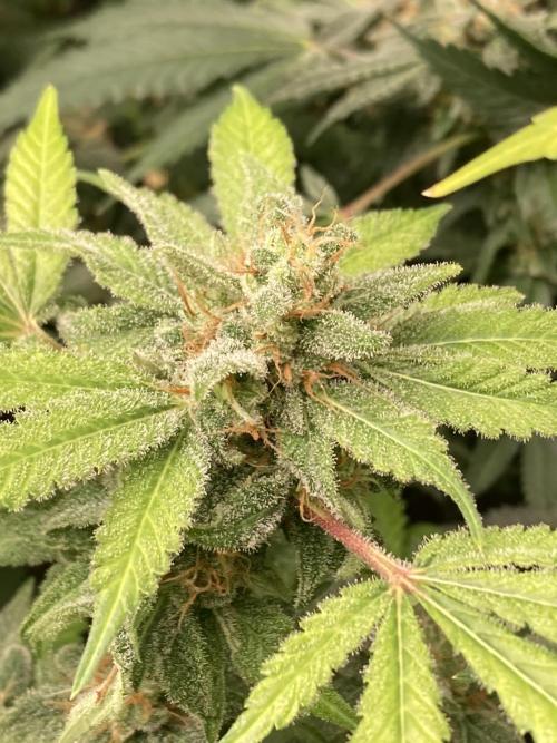 Strawberry Ak (Serious Seeds). Week 17