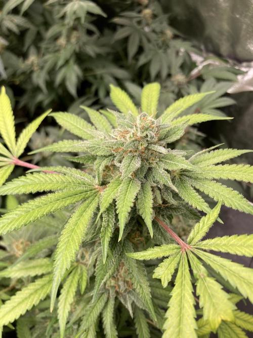 Strawberry Ak (Serious Seeds). Week 17