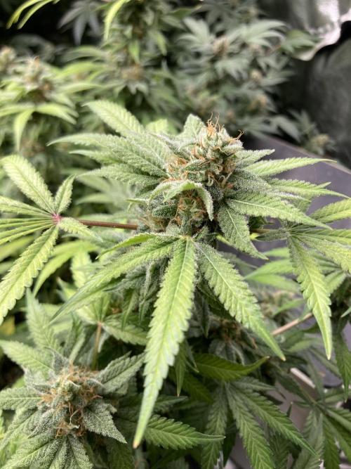 Strawberry Ak (Serious Seeds). Week 17