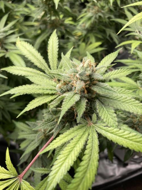 Strawberry Ak (Serious Seeds). Week 17