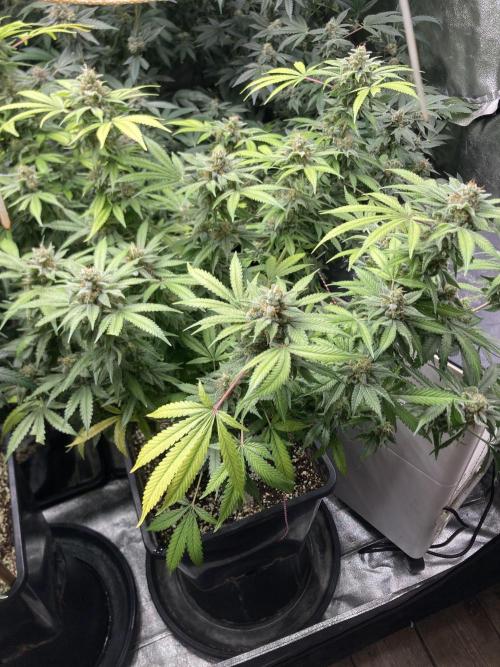 Strawberry Ak (Serious Seeds). Week 17