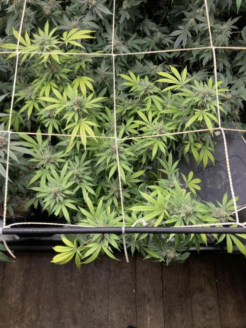 Strawberry Ak (Serious Seeds). Week 17