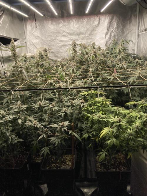 Strawberry Ak (Serious Seeds). Week 17