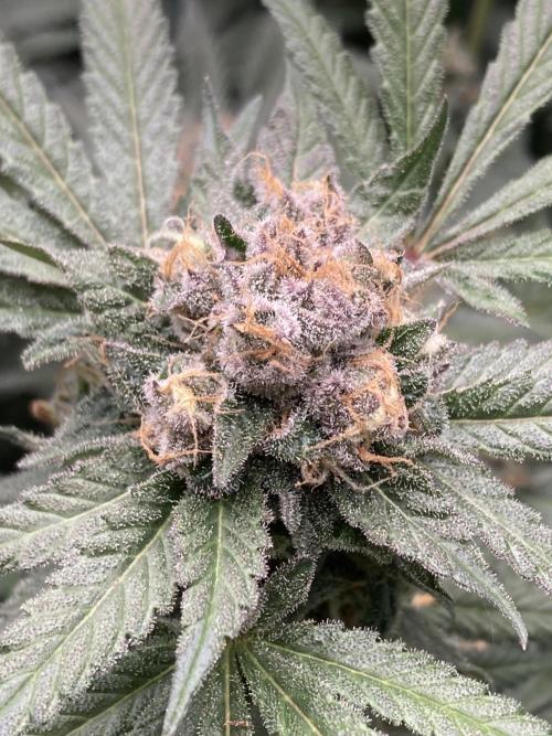 BlackCherry Punch (In House Genetics). Week 17