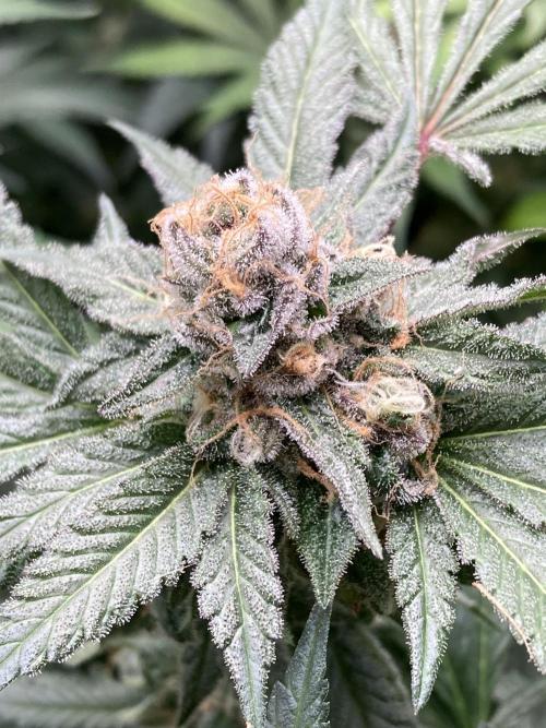 BlackCherry Punch (In House Genetics). Week 17