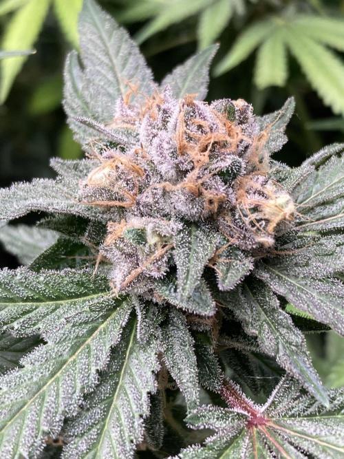 BlackCherry Punch (In House Genetics). Week 17