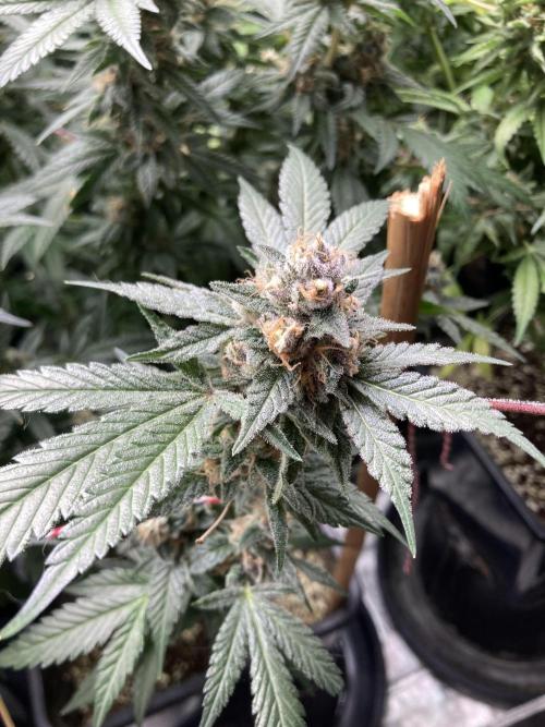 BlackCherry Punch (In House Genetics). Week 17