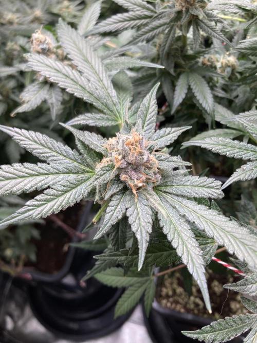 BlackCherry Punch (In House Genetics). Week 17