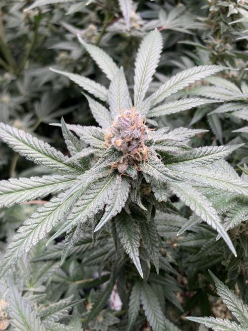 BlackCherry Punch (In House Genetics). Week 17
