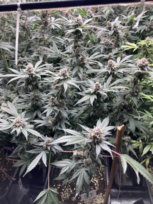 BlackCherry Punch (In House Genetics). Week 17