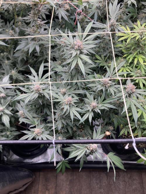 BlackCherry Punch (In House Genetics). Week 17