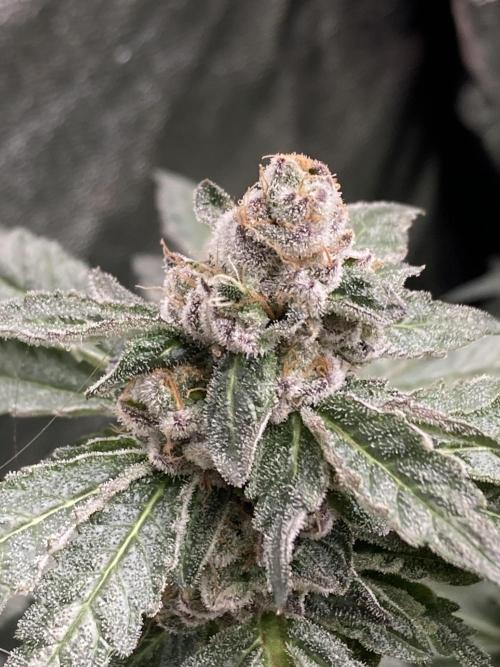 Chrome Dome Clone (Compound Genetics). Week 9