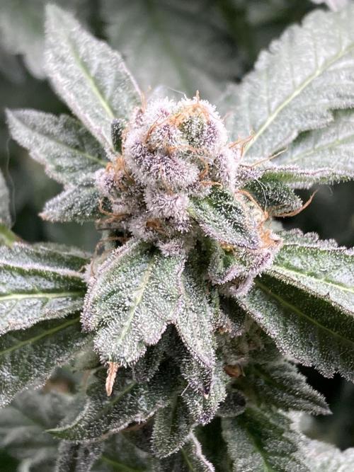 Chrome Dome Clone (Compound Genetics). Week 9