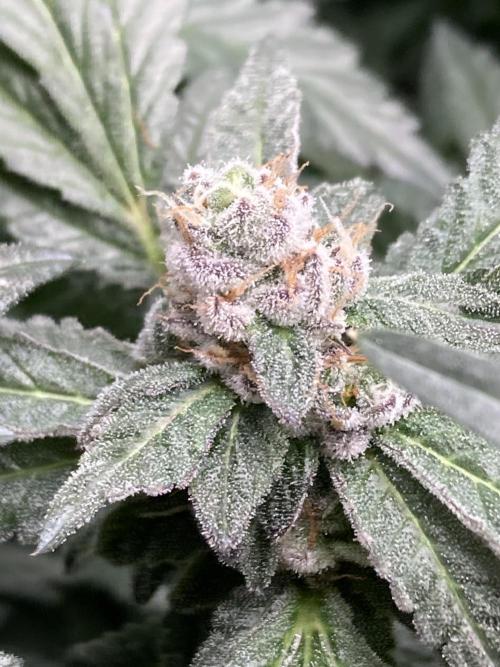 Chrome Dome Clone (Compound Genetics). Week 9