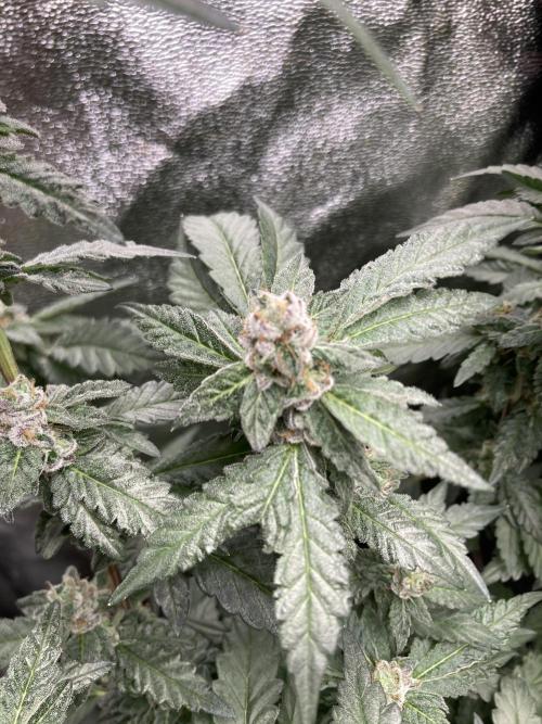 Chrome Dome Clone (Compound Genetics). Week 9