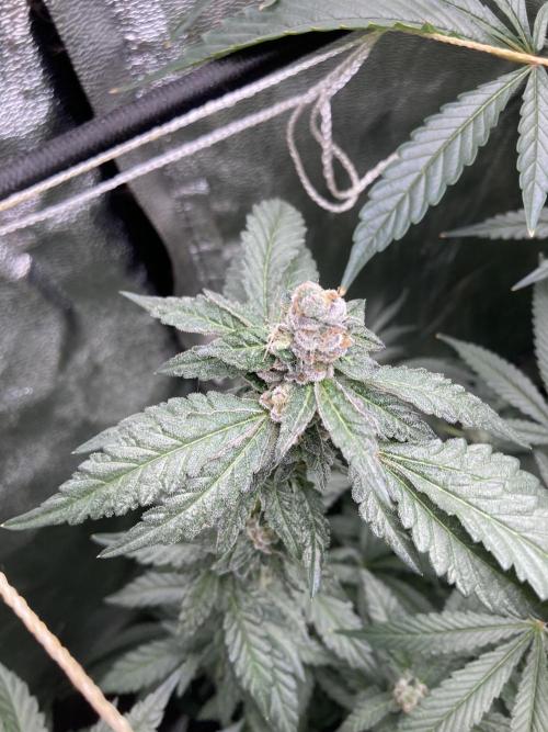 Chrome Dome Clone (Compound Genetics). Week 9