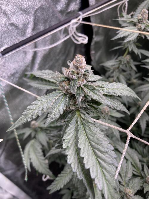 Chrome Dome Clone (Compound Genetics). Week 9