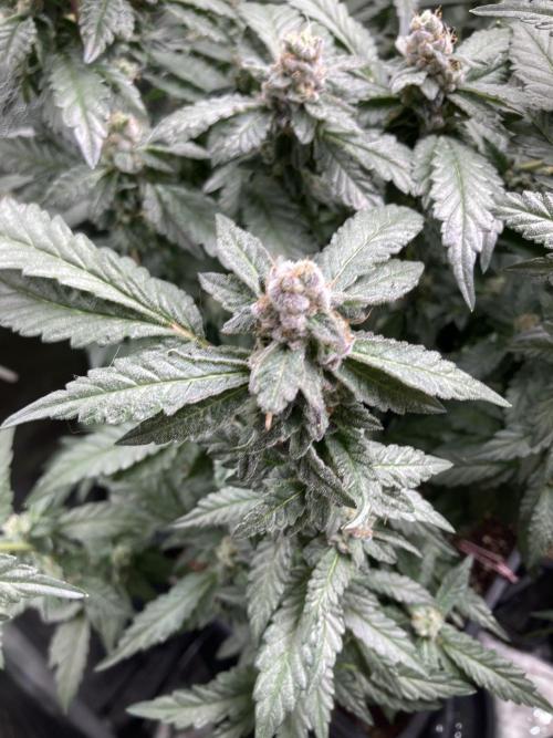 Chrome Dome Clone (Compound Genetics). Week 9