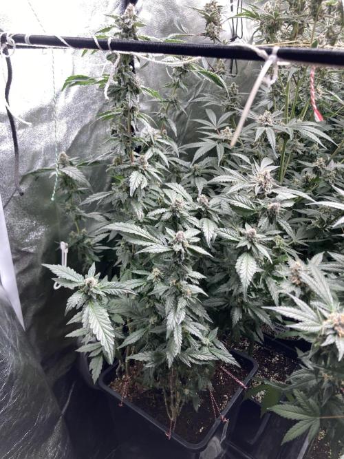 Chrome Dome Clone (Compound Genetics). Week 9