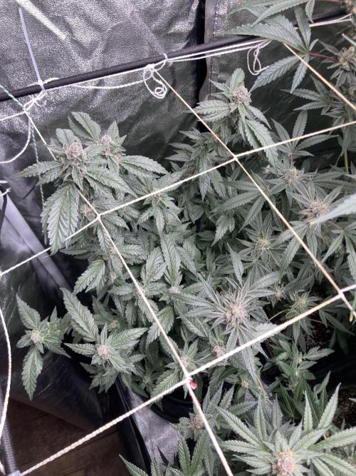 Chrome Dome Clone (Compound Genetics). Week 9