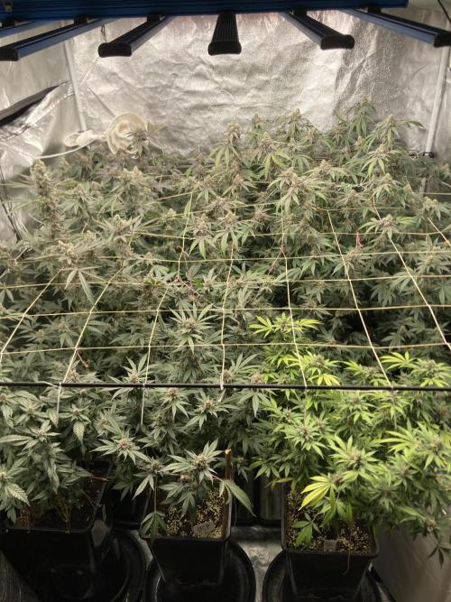 Chrome Dome Clone (Compound Genetics). Week 9
