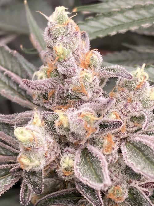 Atomic Jelly (In House Genetics). Week 17