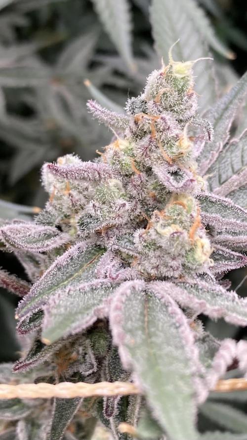 Atomic Jelly (In House Genetics). Week 17