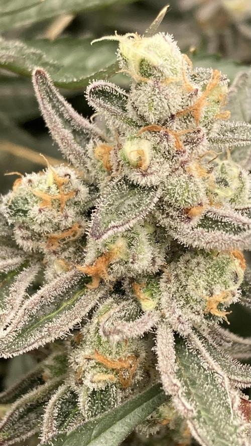 Atomic Jelly (In House Genetics). Week 17