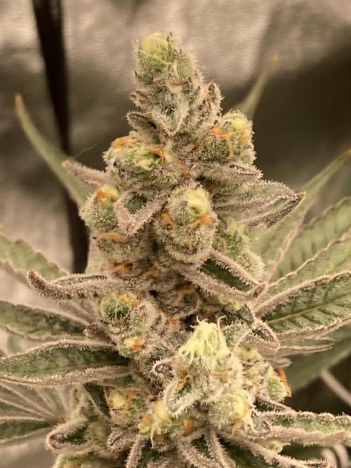 Atomic Jelly (In House Genetics). Week 17