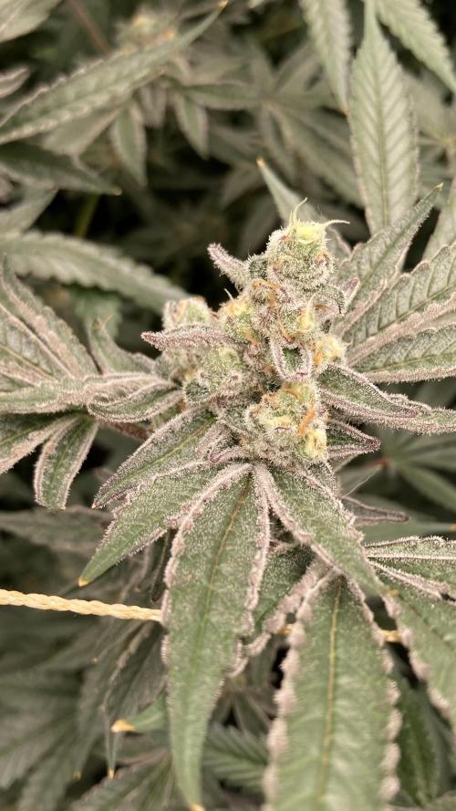 Atomic Jelly (In House Genetics). Week 17