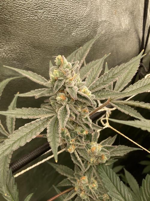 Atomic Jelly (In House Genetics). Week 17