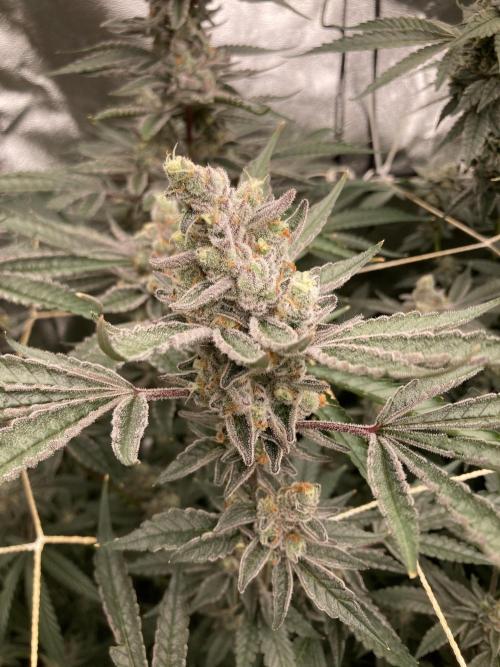 Atomic Jelly (In House Genetics). Week 17