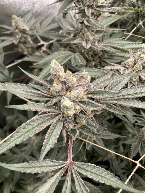 Atomic Jelly (In House Genetics). Week 17