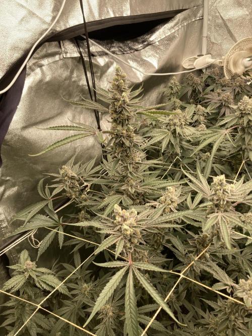 Atomic Jelly (In House Genetics). Week 17