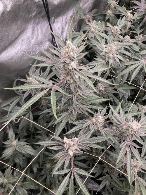 Atomic Jelly (In House Genetics). Week 17