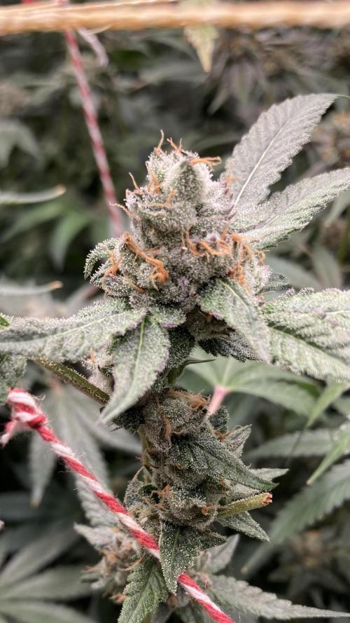 Rainbow Marker Clones (Lit Farms). Week 10