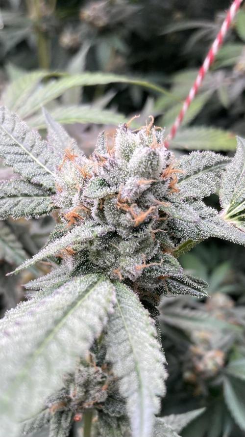 Rainbow Marker Clones (Lit Farms). Week 10