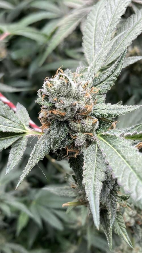 Rainbow Marker Clones (Lit Farms). Week 10