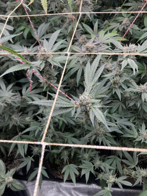 Rainbow Marker Clones (Lit Farms). Week 10