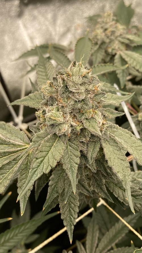 Rainbow Marker Clones (Lit Farms). Week 10