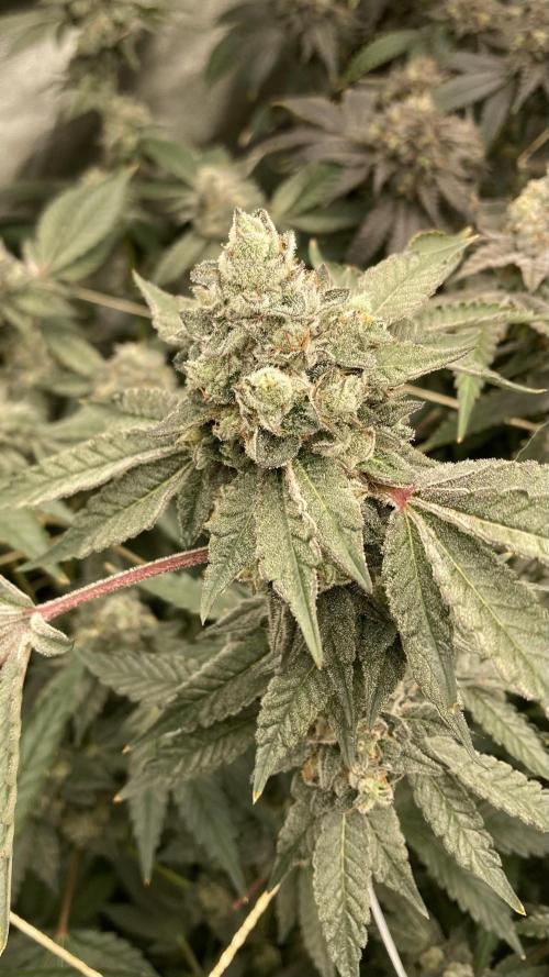 Rainbow Marker Clones (Lit Farms). Week 10