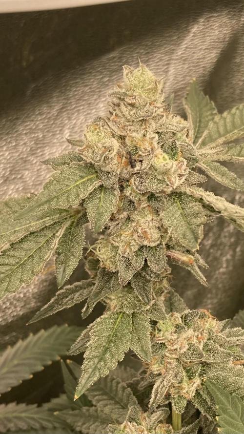 Rainbow Marker Clones (Lit Farms). Week 10
