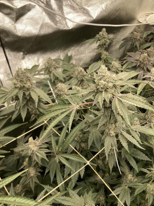 Rainbow Marker Clones (Lit Farms). Week 10