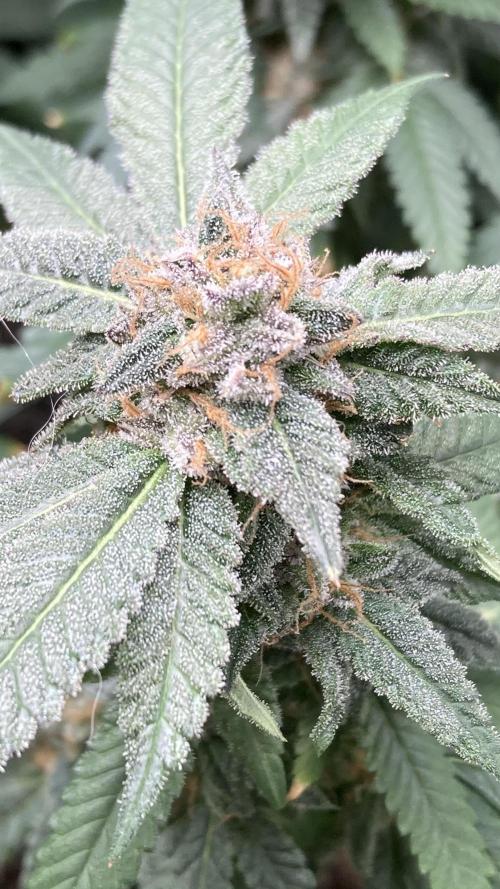Rainbow Marker Clones (Lit Farms). Week 10