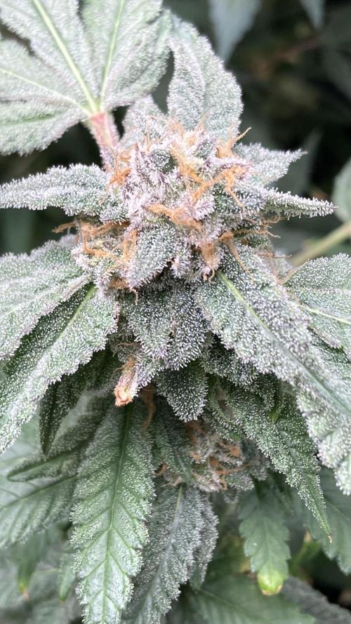 Rainbow Marker Clones (Lit Farms). Week 10