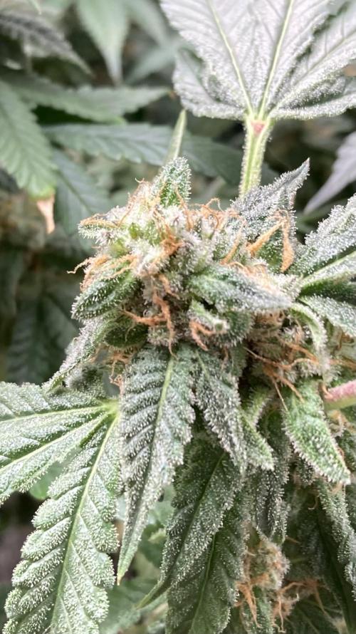 Rainbow Marker Clones (Lit Farms). Week 10