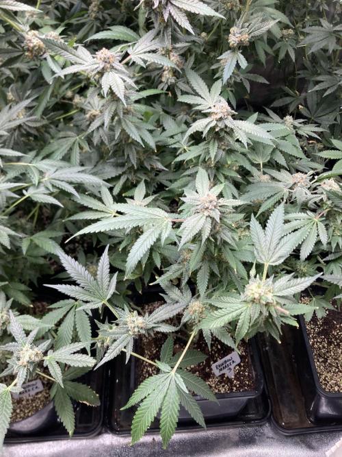 Rainbow Marker Clones (Lit Farms). Week 10