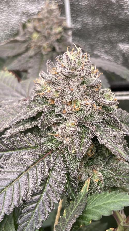 Rainbow Marker Clones (Lit Farms). Week 10
