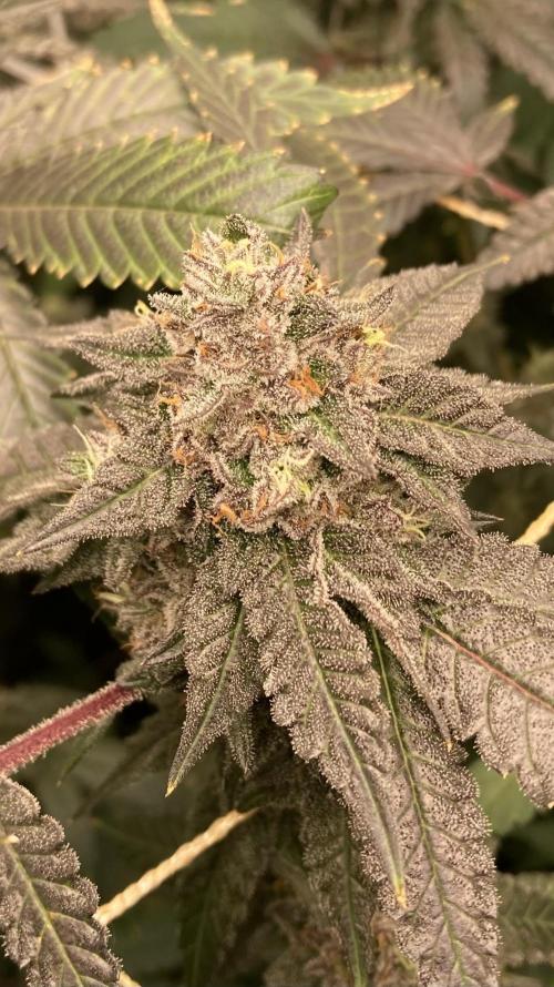 Rainbow Marker Clones (Lit Farms). Week 10