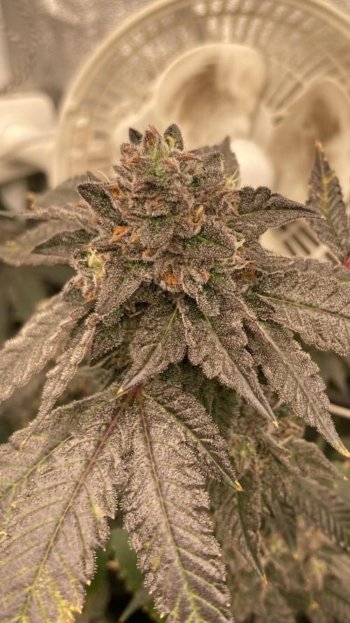 Rainbow Marker Clones (Lit Farms). Week 10